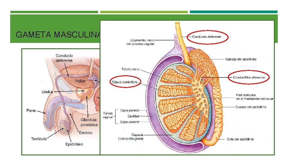 GAMETA MASCULINA: ESPERMATOZOIDES La formación de los espermatozoides se desarrolla en los TESTÍCULOS, aunque
