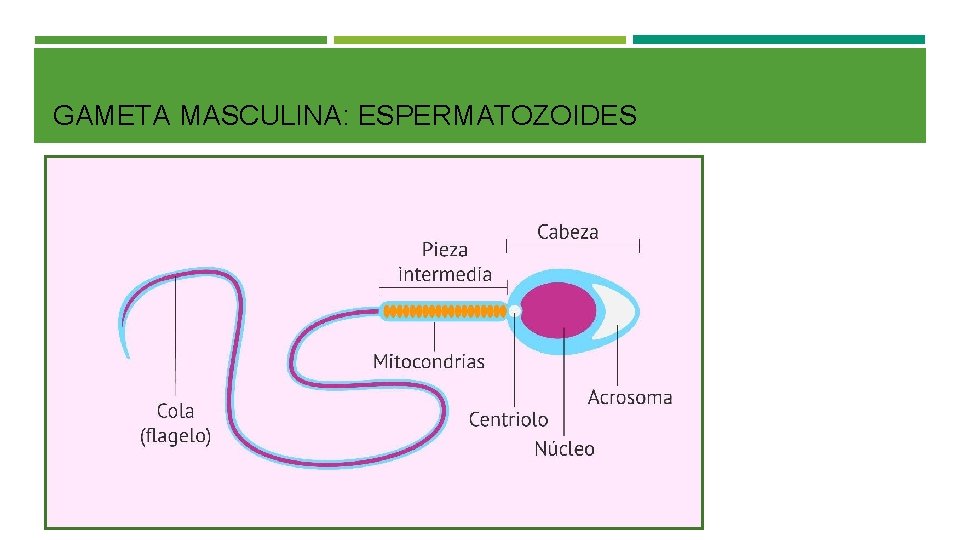 GAMETA MASCULINA: ESPERMATOZOIDES 