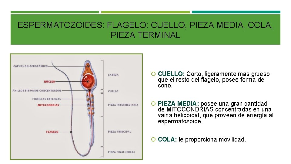 ESPERMATOZOIDES: FLAGELO: CUELLO, PIEZA MEDIA, COLA, PIEZA TERMINAL CUELLO: Corto, ligeramente mas grueso que