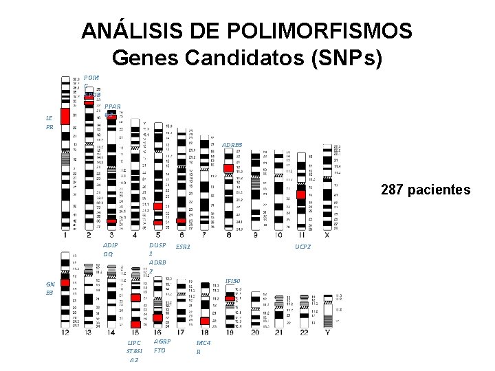 ANÁLISIS DE POLIMORFISMOS Genes Candidatos (SNPs) POM C APOB LE PR PPAR G 2