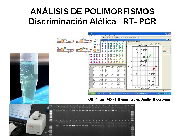 ANÁLISIS DE POLIMORFISMOS Discriminación Alélica– RT- PCR Allele Y Homo zygot Hetero e zygote