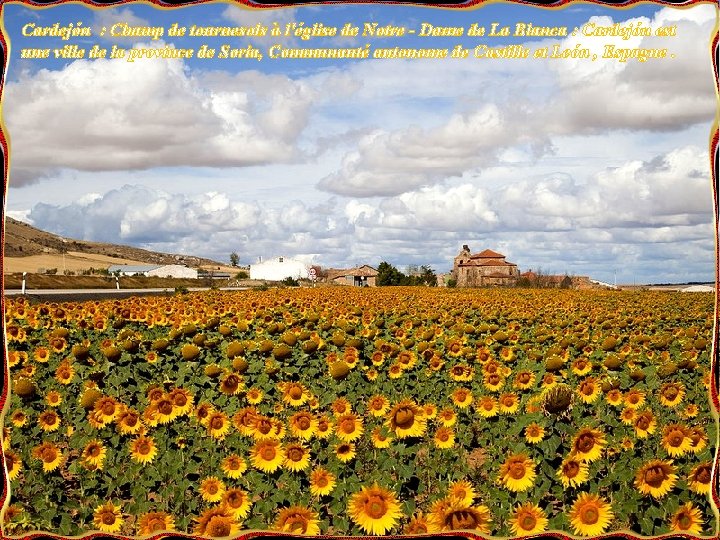 Cardejón : Champ de tournesols à l'église de Notre - Dame de La Blanca