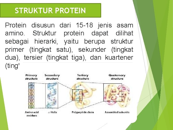 STRUKTUR PROTEIN Protein disusun dari 15 -18 jenis asam amino. Struktur protein dapat dilihat