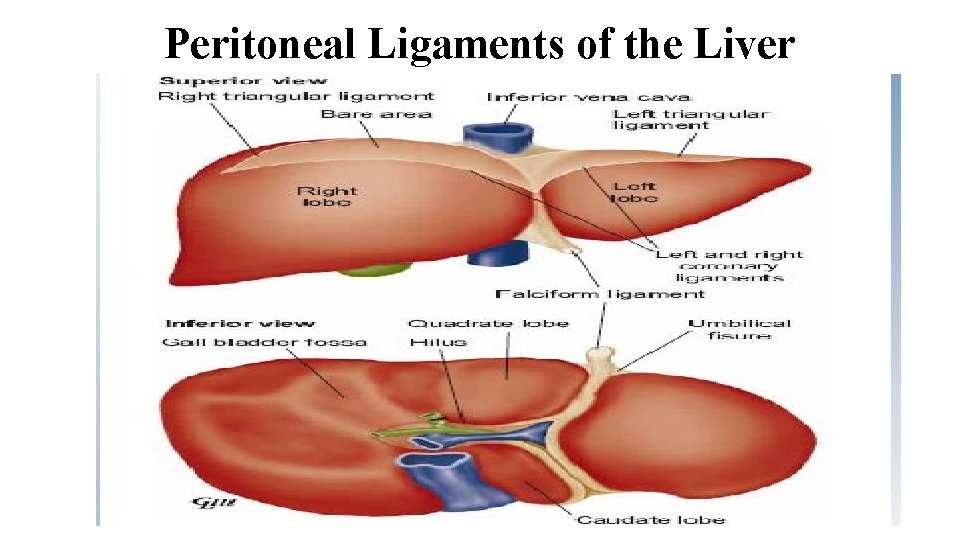 Peritoneal Ligaments of the Liver 