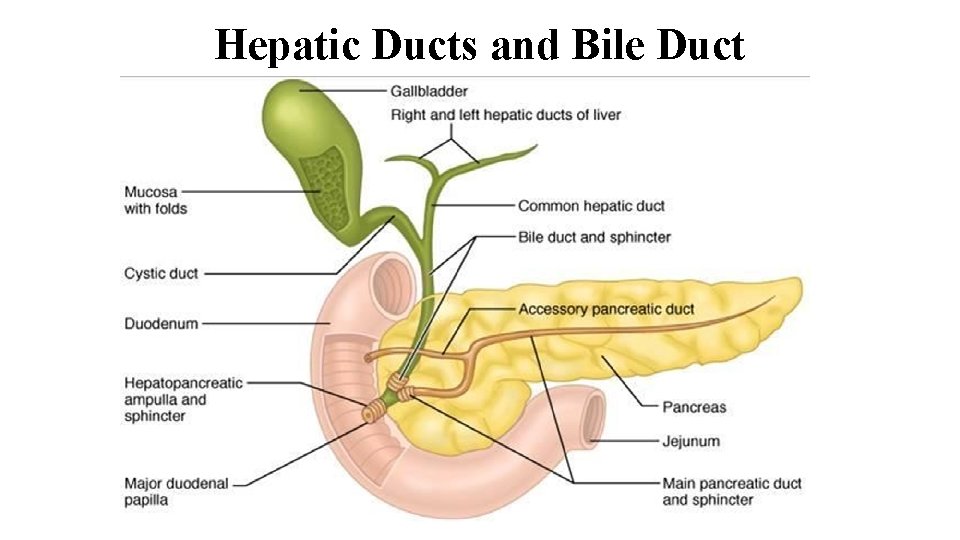 Hepatic Ducts and Bile Duct 