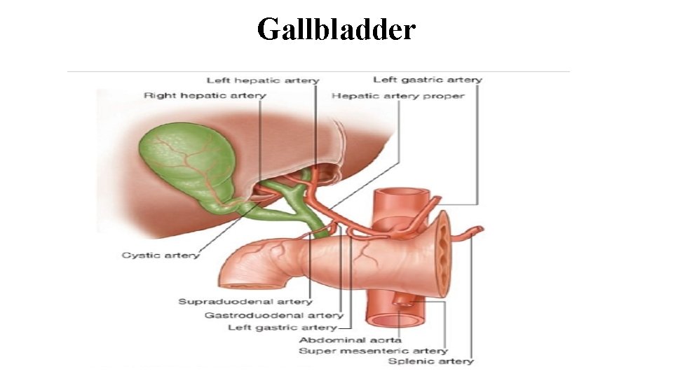 Gallbladder 