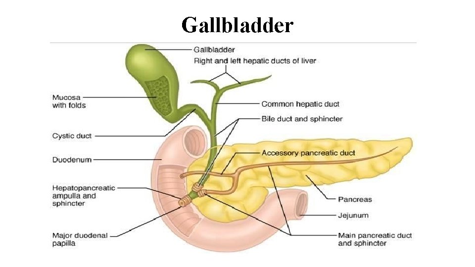 Gallbladder 