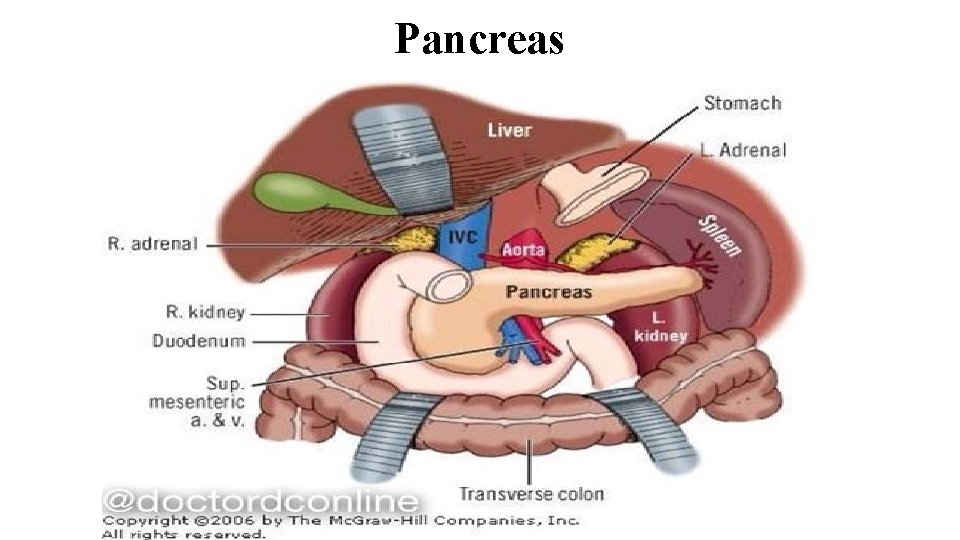 Pancreas 