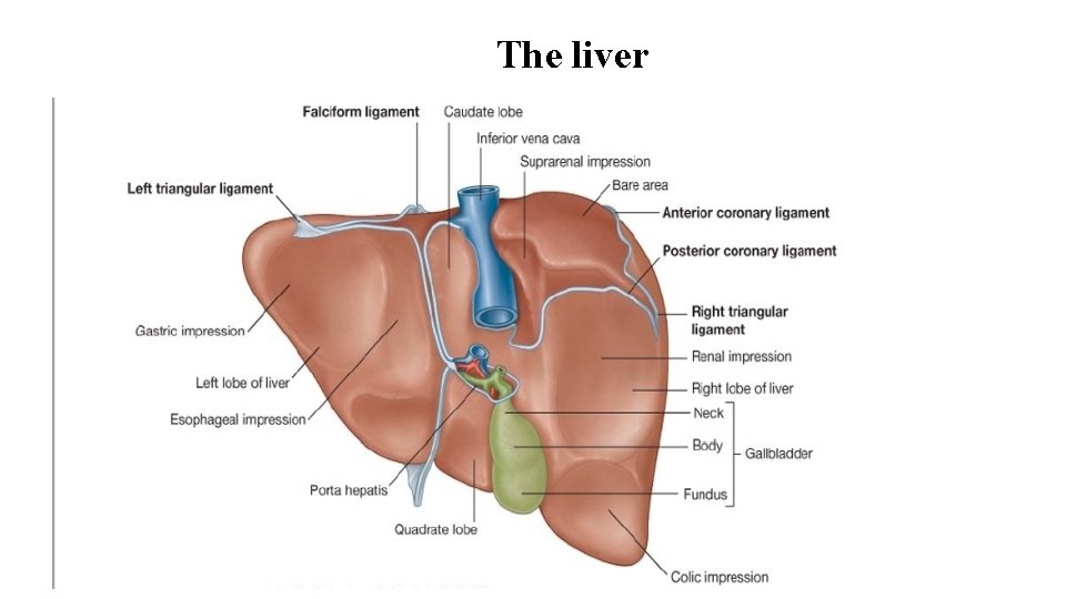 The liver 