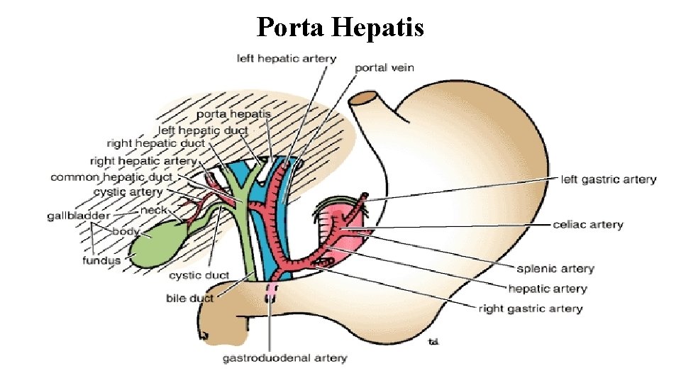 Porta Hepatis 