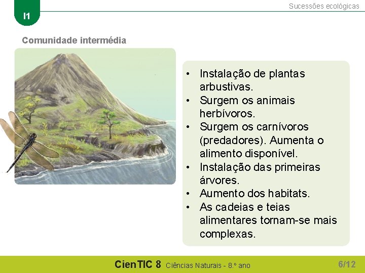 Sucessões ecológicas I 1 Comunidade intermédia • Instalação de plantas arbustivas. • Surgem os