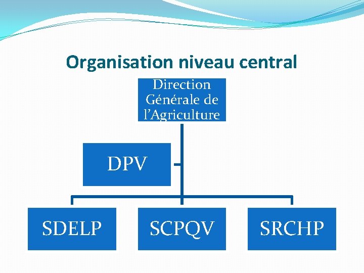 Organisation niveau central Direction Générale de l’Agriculture DPV SDELP SCPQV SRCHP 