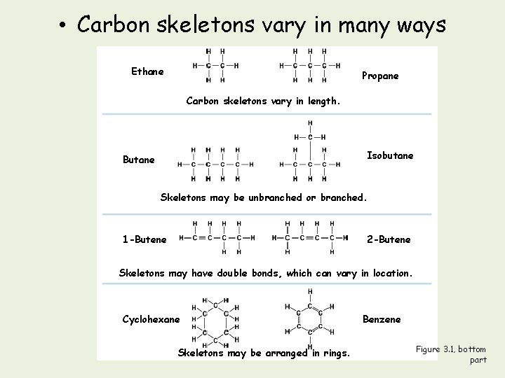 The Chemical Building Blocks of Life Organic Chemistry