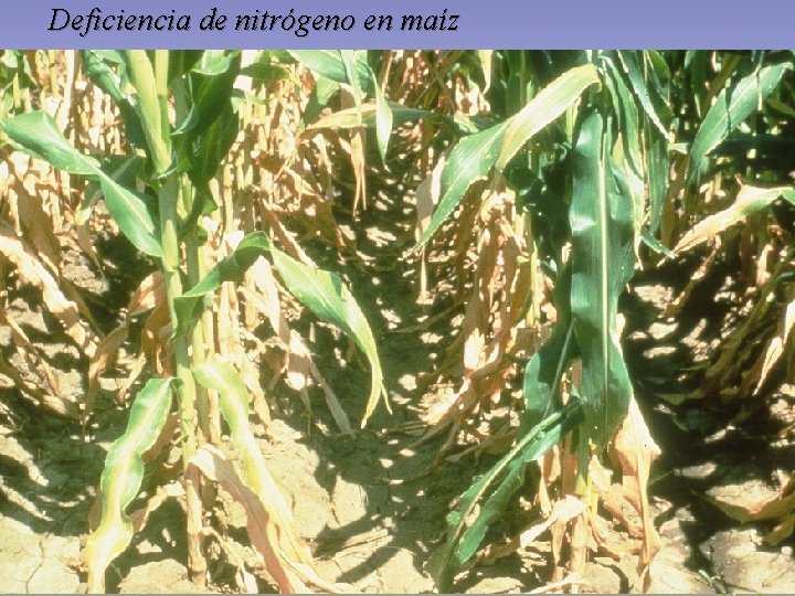 Deficiencia de nitrógeno en maíz Deficiencia de nitrógeno en maíz
