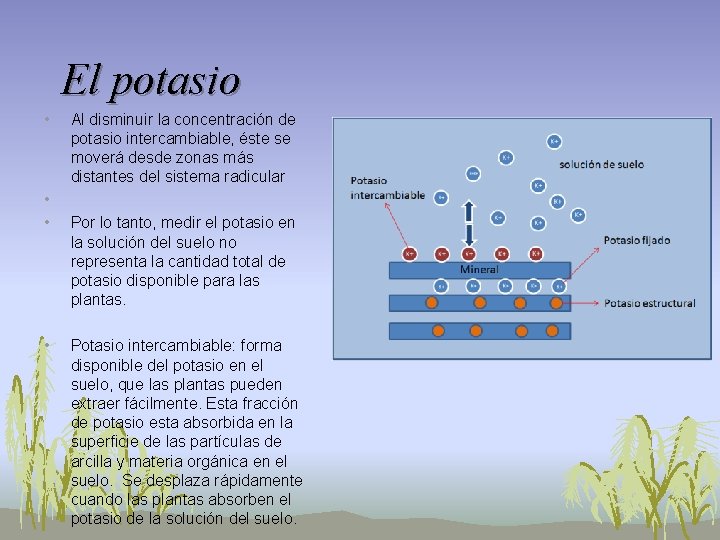 El potasio • • Al disminuir la concentración de potasio intercambiable, éste se moverá El potasio • • Al disminuir la concentración de potasio intercambiable, éste se moverá