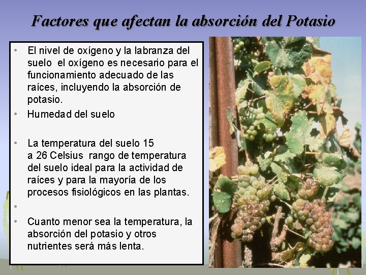 Factores que afectan la absorción del Potasio • El nivel de oxígeno y la Factores que afectan la absorción del Potasio • El nivel de oxígeno y la