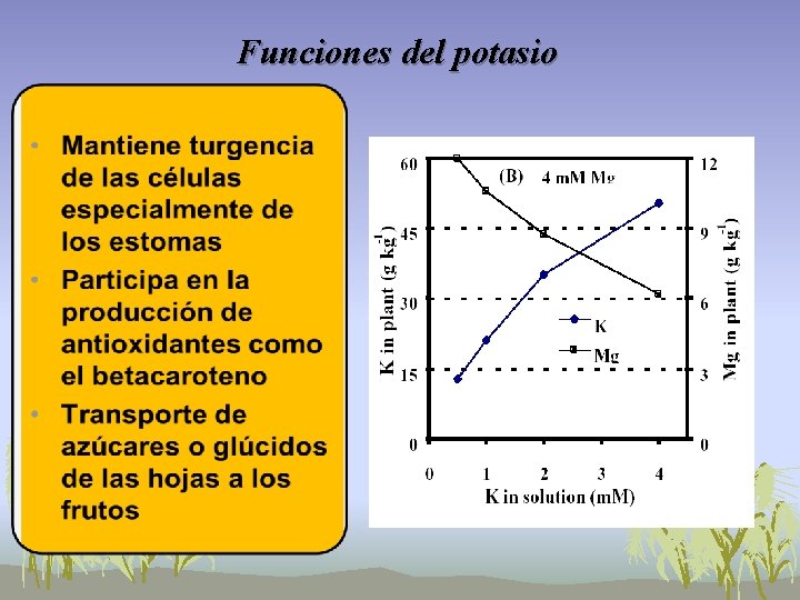 Funciones del potasio Funciones del potasio