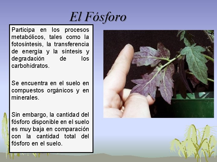 El Fósforo Participa en los procesos metabólicos, tales como la fotosíntesis, la transferencia de El Fósforo Participa en los procesos metabólicos, tales como la fotosíntesis, la transferencia de