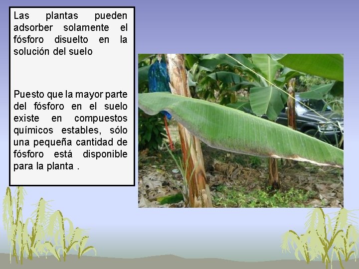 Las plantas pueden adsorber solamente el fósforo disuelto en la solución del suelo Puesto Las plantas pueden adsorber solamente el fósforo disuelto en la solución del suelo Puesto
