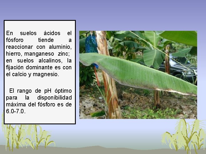 En suelos ácidos el fósforo tiende a reaccionar con aluminio, hierro, manganeso zinc; en En suelos ácidos el fósforo tiende a reaccionar con aluminio, hierro, manganeso zinc; en