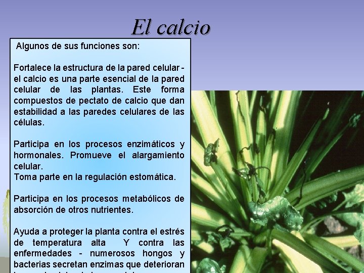 El calcio Algunos de sus funciones son: Fortalece la estructura de la pared celular El calcio Algunos de sus funciones son: Fortalece la estructura de la pared celular