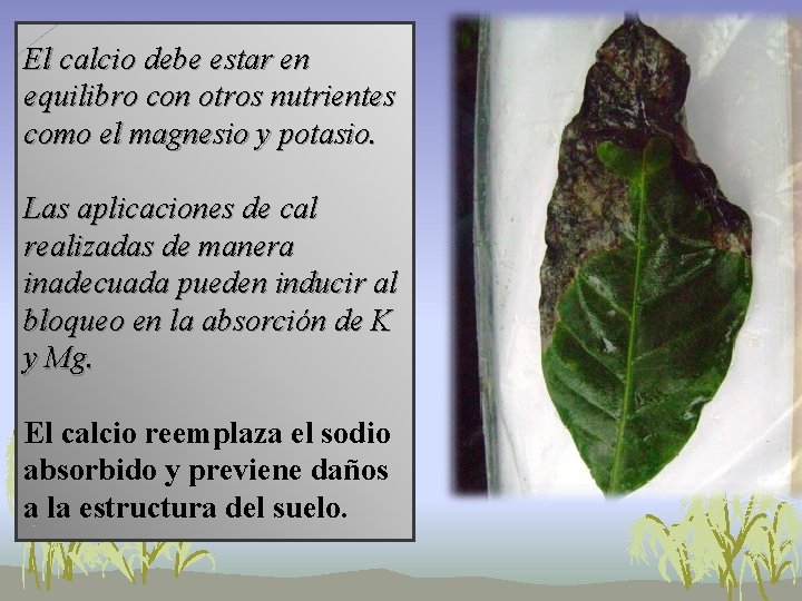 El calcio debe estar en equilibro con otros nutrientes como el magnesio y potasio. El calcio debe estar en equilibro con otros nutrientes como el magnesio y potasio.