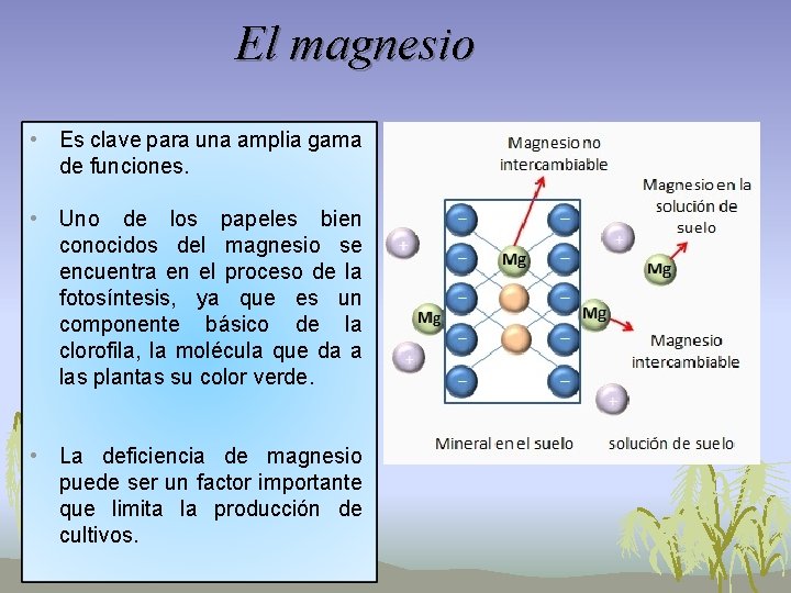El magnesio • Es clave para una amplia gama de funciones. • Uno de El magnesio • Es clave para una amplia gama de funciones. • Uno de