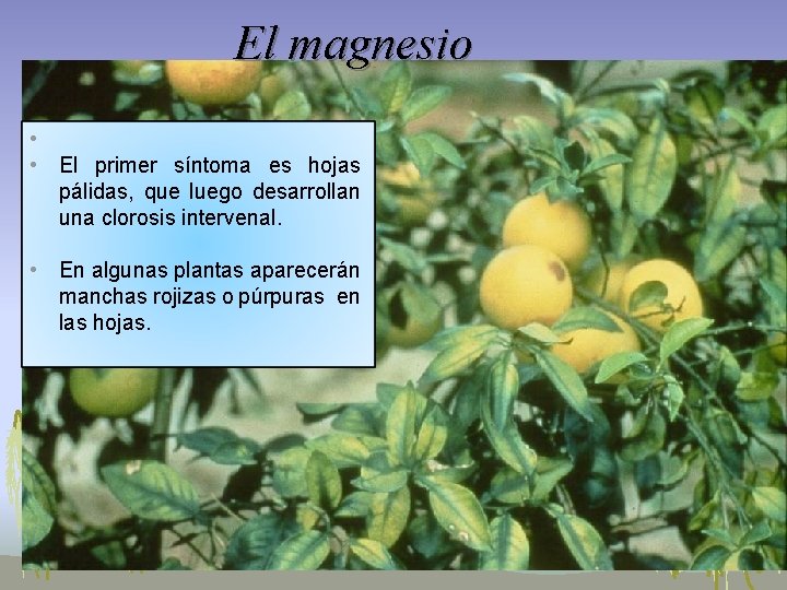 El magnesio • • El primer síntoma es hojas pálidas, que luego desarrollan una El magnesio • • El primer síntoma es hojas pálidas, que luego desarrollan una