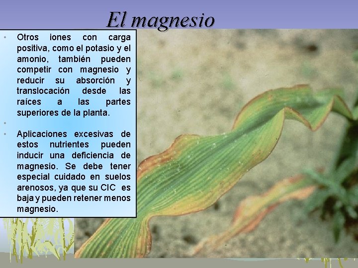 • • • El magnesio Otros iones con carga positiva, como el potasio • • • El magnesio Otros iones con carga positiva, como el potasio