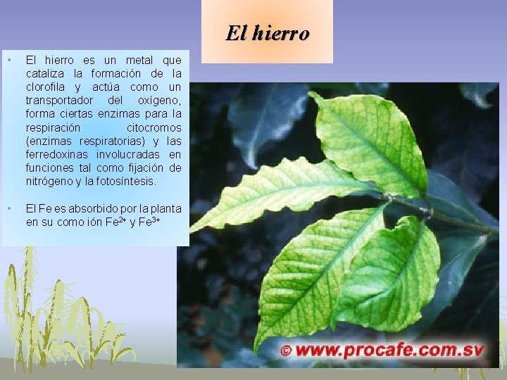 El hierro • El hierro es un metal que cataliza la formación de la El hierro • El hierro es un metal que cataliza la formación de la