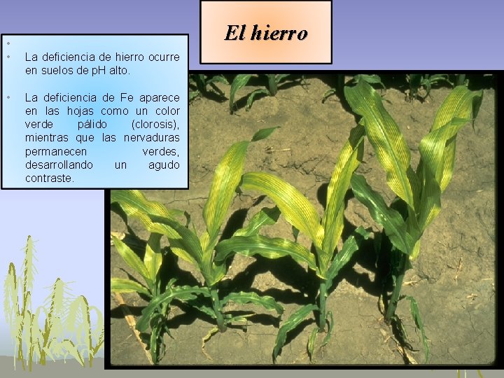 • • • El hierro La deficiencia de hierro ocurre en suelos de • • • El hierro La deficiencia de hierro ocurre en suelos de