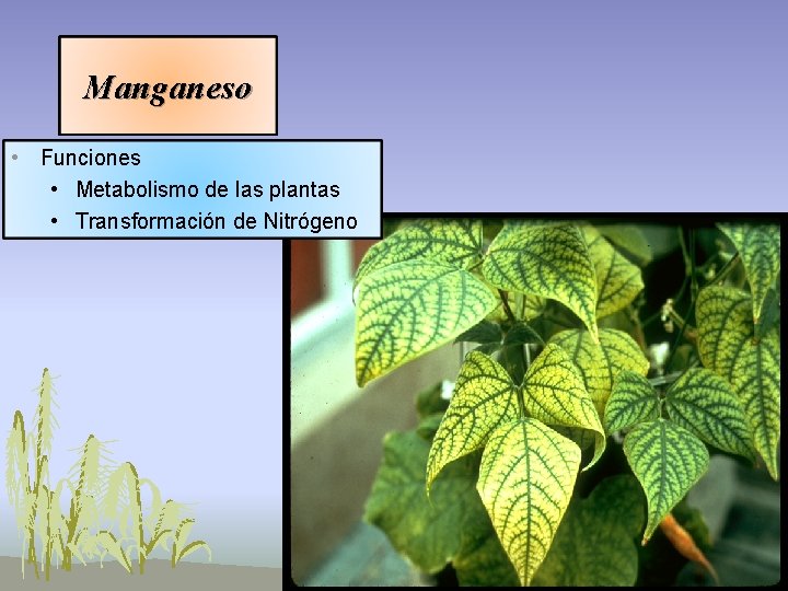 Manganeso • Funciones • Metabolismo de las plantas • Transformación de Nitrógeno Manganeso • Funciones • Metabolismo de las plantas • Transformación de Nitrógeno