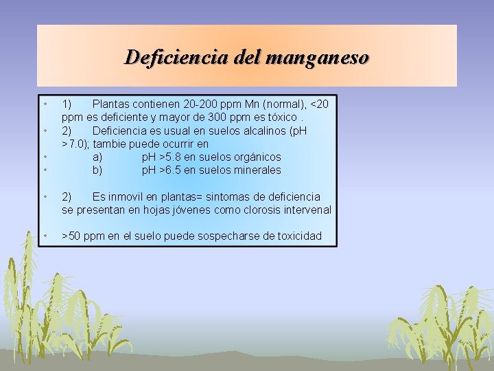 Deficiencia del manganeso • • 1) Plantas contienen 20 -200 ppm Mn (normal), <20 Deficiencia del manganeso • • 1) Plantas contienen 20 -200 ppm Mn (normal), <20
