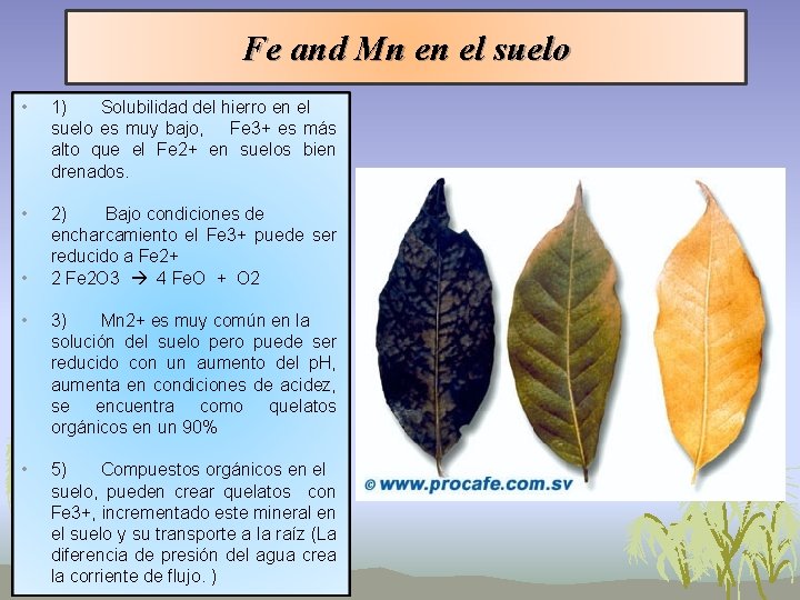 Fe and Mn en el suelo • 1) Solubilidad del hierro en el suelo Fe and Mn en el suelo • 1) Solubilidad del hierro en el suelo