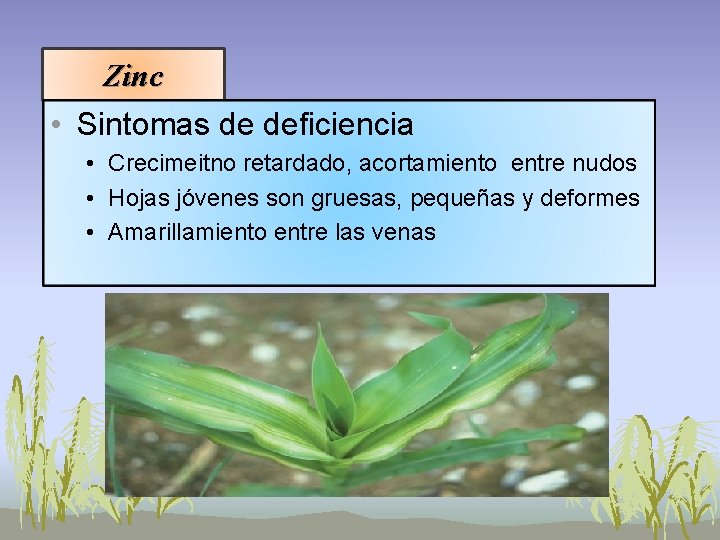 Zinc • Sintomas de deficiencia • Crecimeitno retardado, acortamiento entre nudos • Hojas jóvenes Zinc • Sintomas de deficiencia • Crecimeitno retardado, acortamiento entre nudos • Hojas jóvenes
