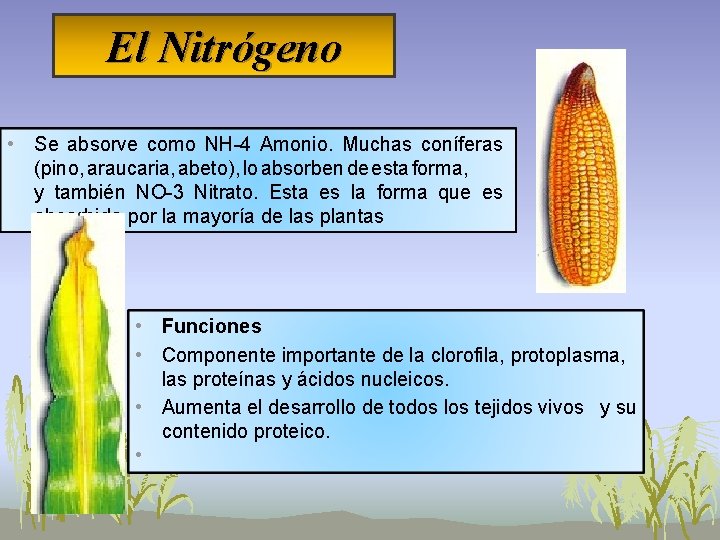 El Nitrógeno • Se absorve como NH-4 Amonio. Muchas coníferas (pino, araucaria, abeto), lo El Nitrógeno • Se absorve como NH-4 Amonio. Muchas coníferas (pino, araucaria, abeto), lo