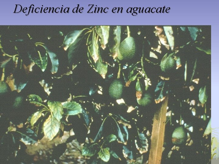 Deficiencia de Zinc en aguacate Deficiencia de Zinc en aguacate