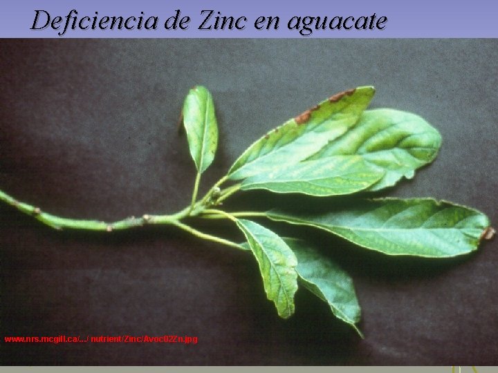 Deficiencia de Zinc en aguacate www. nrs. mcgill. ca/. . . / nutrient/Zinc/Avoc 02 Deficiencia de Zinc en aguacate www. nrs. mcgill. ca/. . . / nutrient/Zinc/Avoc 02