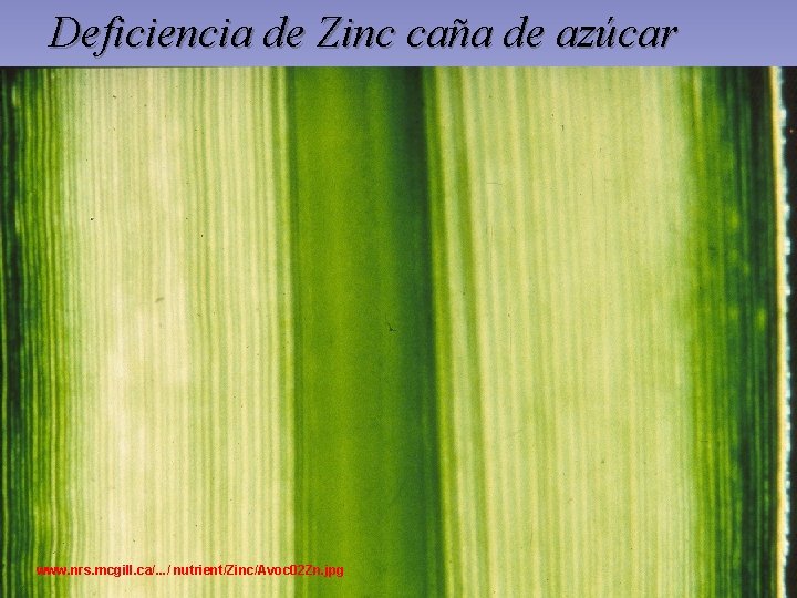 Deficiencia de Zinc caña de azúcar www. nrs. mcgill. ca/. . . / nutrient/Zinc/Avoc Deficiencia de Zinc caña de azúcar www. nrs. mcgill. ca/. . . / nutrient/Zinc/Avoc