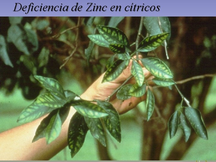 Deficiencia de Zinc en cítricos Deficiencia de Zinc en cítricos