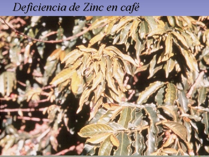 Deficiencia de Zinc en café Deficiencia de Zinc en café