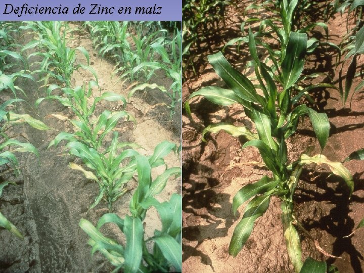 Deficiencia de Zinc en maíz Deficiencia de Zinc en maíz