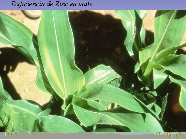 Deficiencia de Zinc en maíz Deficiencia de Zinc en maíz