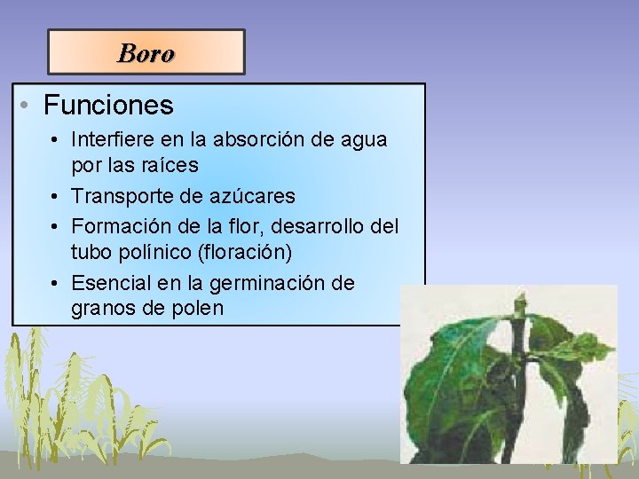 Boro • Funciones • Interfiere en la absorción de agua por las raíces • Boro • Funciones • Interfiere en la absorción de agua por las raíces •