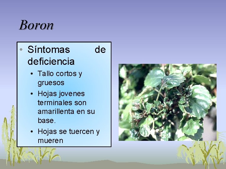 Boron • Síntomas deficiencia de • Tallo cortos y gruesos • Hojas jovenes terminales Boron • Síntomas deficiencia de • Tallo cortos y gruesos • Hojas jovenes terminales