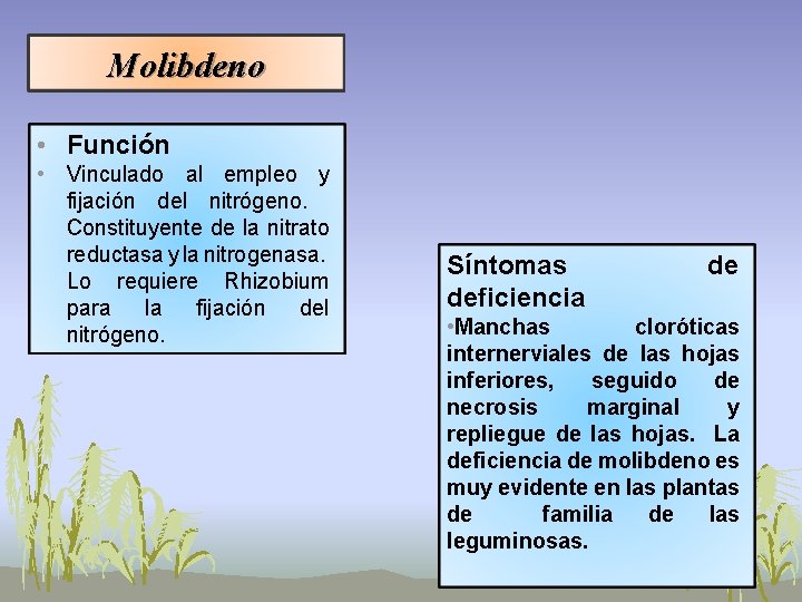 Molibdeno • Función • Vinculado al empleo y fijación del nitrógeno. Constituyente de la Molibdeno • Función • Vinculado al empleo y fijación del nitrógeno. Constituyente de la