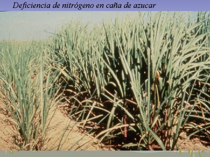 Deficiencia de nitrógeno en caña de azucar Deficiencia de nitrógeno en caña de azucar