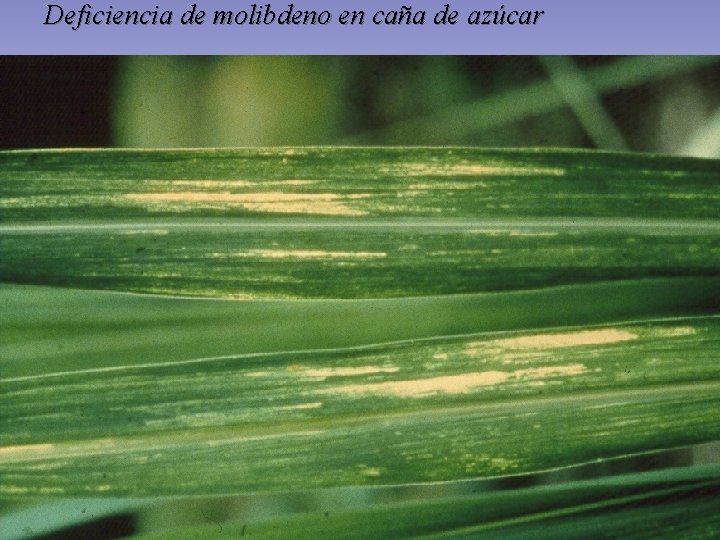 Deficiencia de molibdeno en caña de azúcar Deficiencia de molibdeno en caña de azúcar