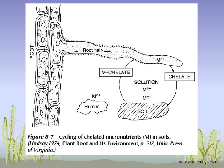 Havlin et al. , 2005, p. 250 Havlin et al. , 2005, p. 250