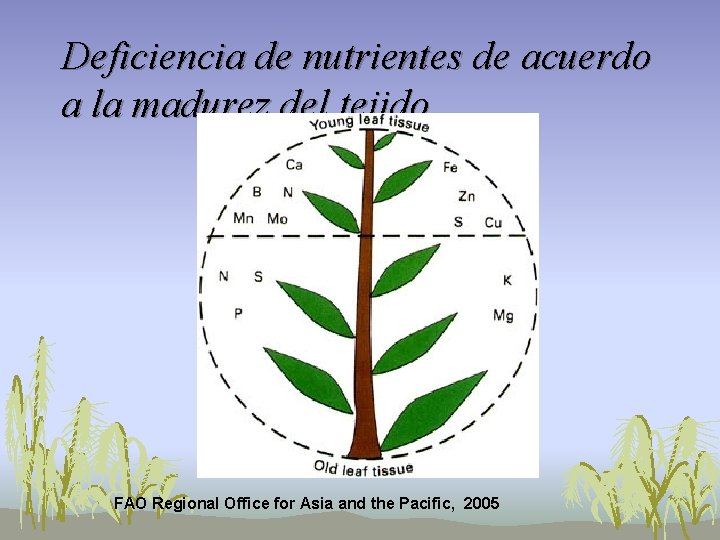 Deficiencia de nutrientes de acuerdo a la madurez del tejido FAO Regional Office for Deficiencia de nutrientes de acuerdo a la madurez del tejido FAO Regional Office for